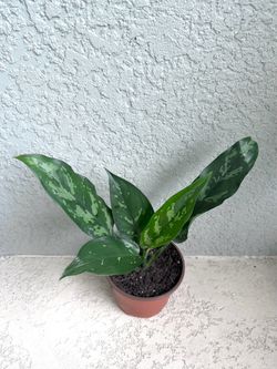 Aglaonema plant