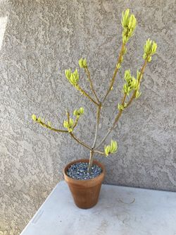33” Large Bonsai Style Lemon Bean Bush Tree/Senecio barbertonicus