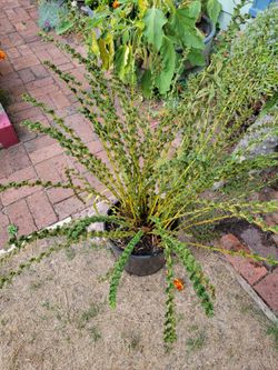 Garden.plant, Tattered Fern 24"