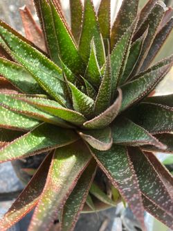 Gasteraloe