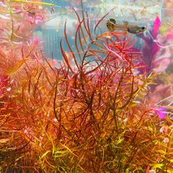 Ludwigia Arcuata Love Freshwater Aquarium Plant