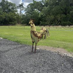 Free Yard Rooster for Pickup