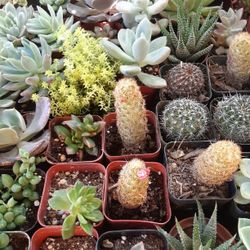 Cactus and Succulents