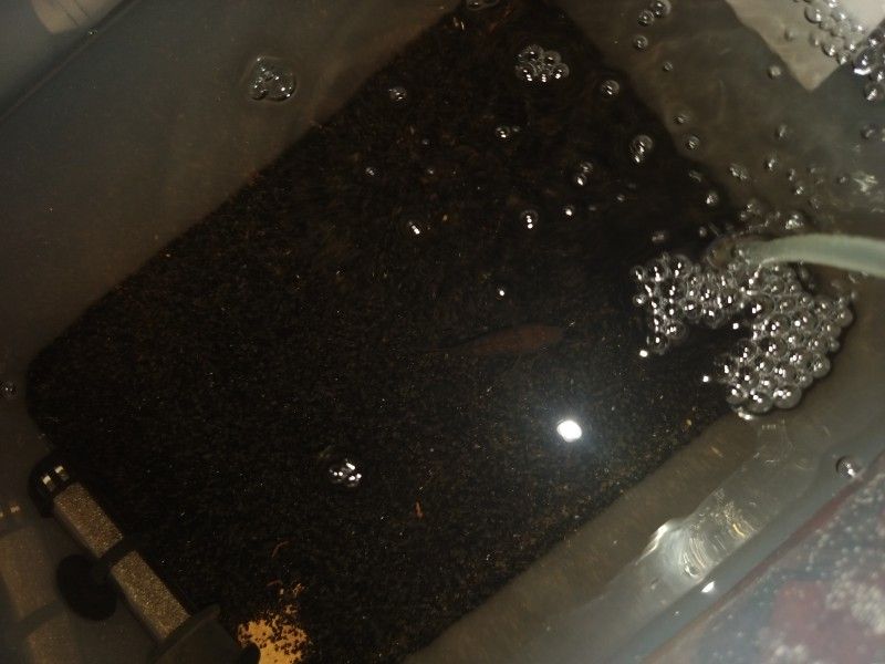Fish Tank Free Jack Dempsey