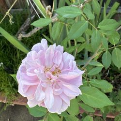 Pink Rose (Rosa) Plants