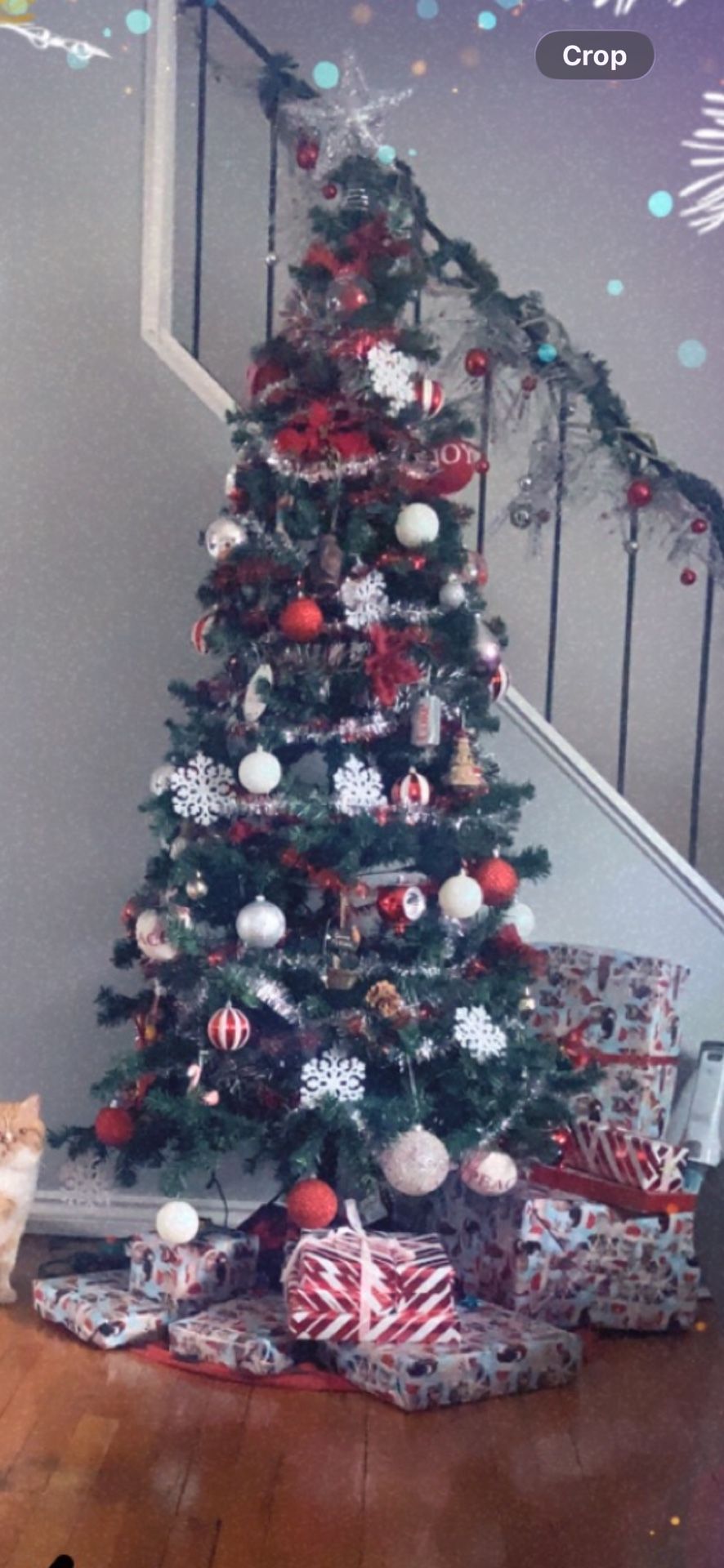 FREE TREE FIRST COME GRAB!