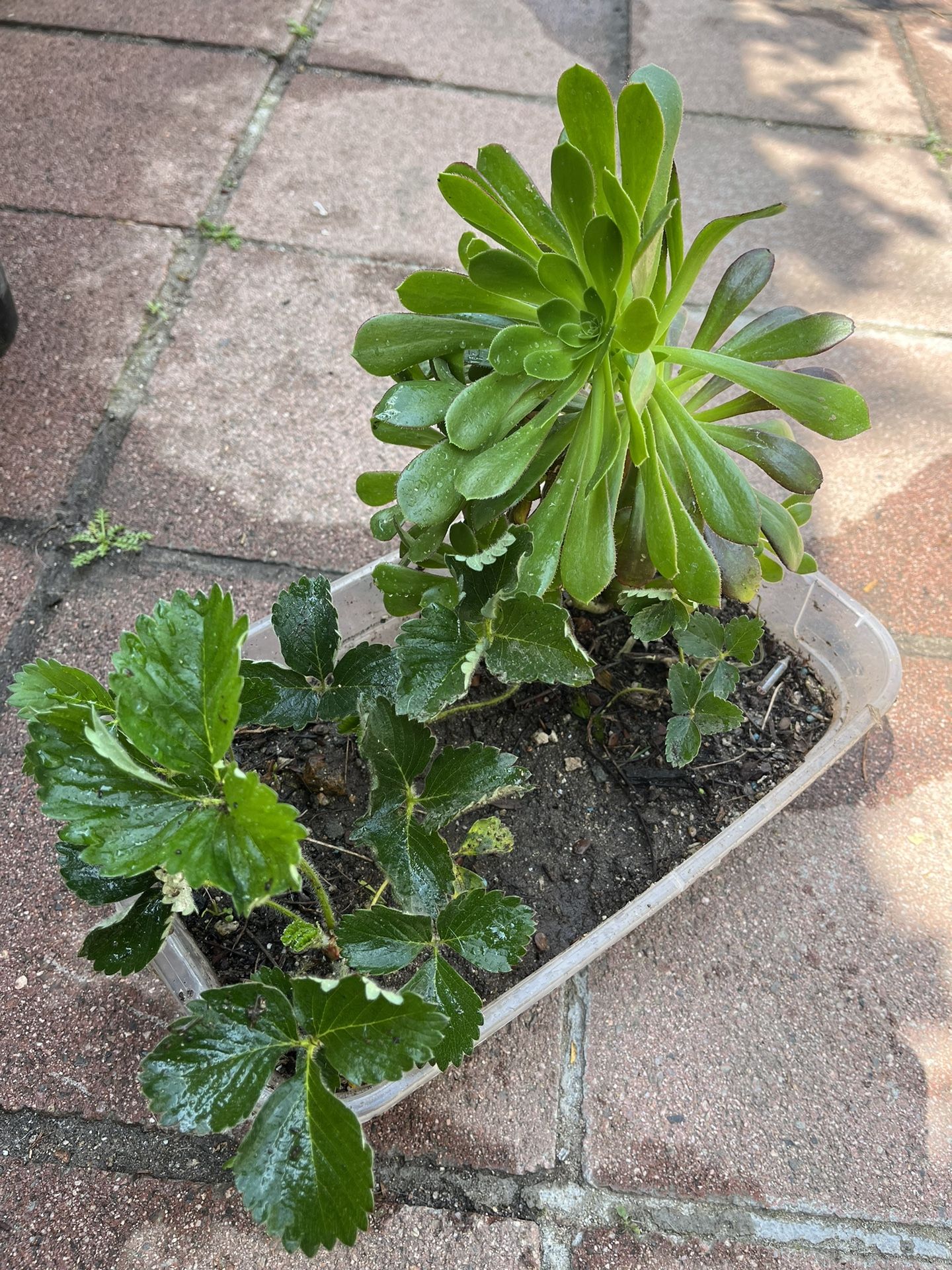 Bonita Planta Con  Plantas De Fresas 🍓 