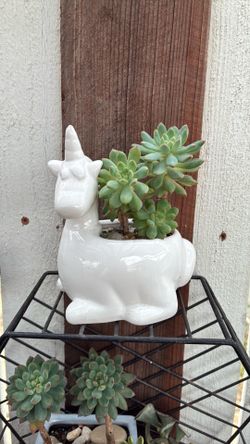Potted succulent