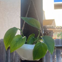 Pothos Plant 🪴 With The Hanging Pot 