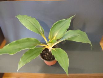 Mandarin Spider Plant