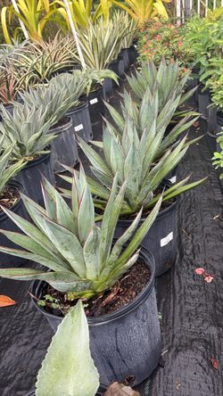 Agave Blue Glow – 3 Gallon | $40