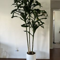 Hawaiian dracaena Tree Plant In Standing Pot 