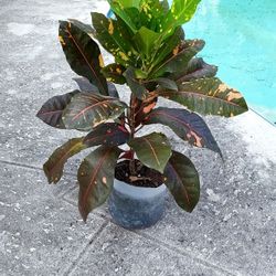 Croton Magnificent Plant - Indoor/ Outdoor 