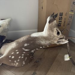 Axis deer Taxidermy Mounted 
