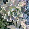 Gloris Crafts & Succulents