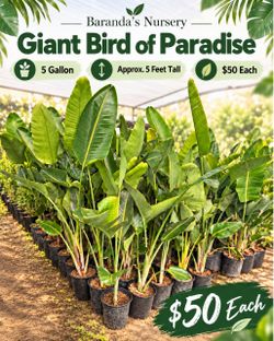 🌴🌿 Giant Bird of Paradise 🌿🌴