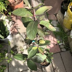 Malaysian Red Guava Tree Air Layered 3 Feet Tall