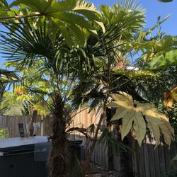 Large Palm Three