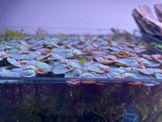 Aquarium plants
