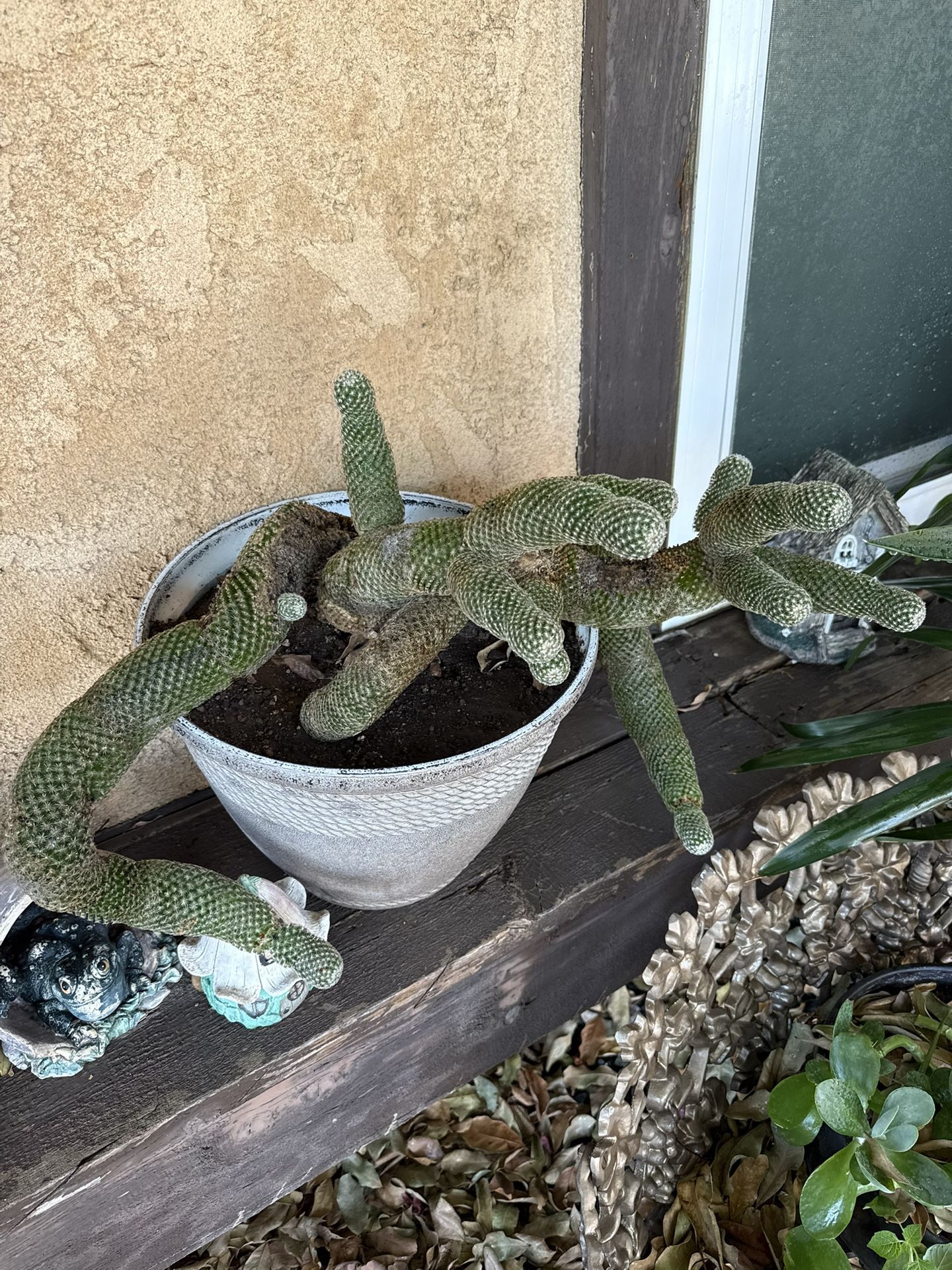 Lipstick Succulent