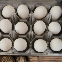 Fertile Bantam Chicken Eggs To Hatch