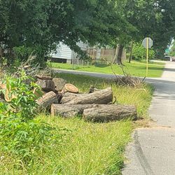 Free Oak Tree Already Cut Up For BBQ