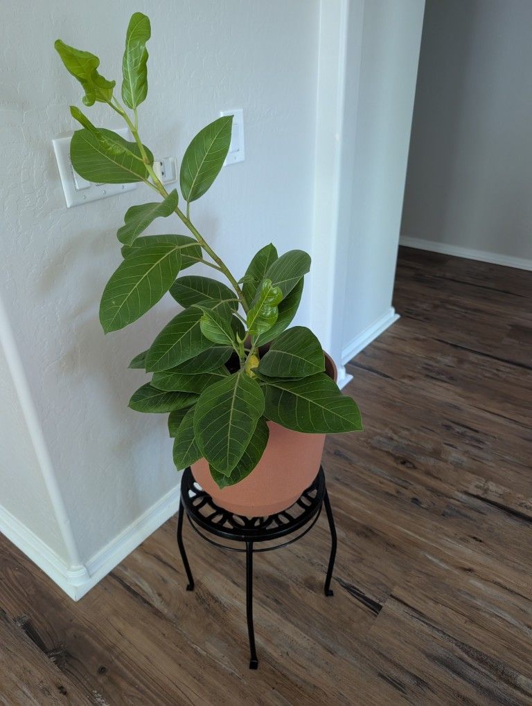 Live Plant And Plant Stand