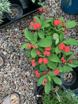 Garage & Plant Sale 