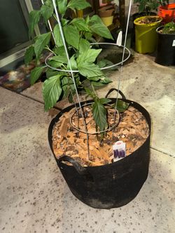 Purple jalepeno come with 10 gallon and cage