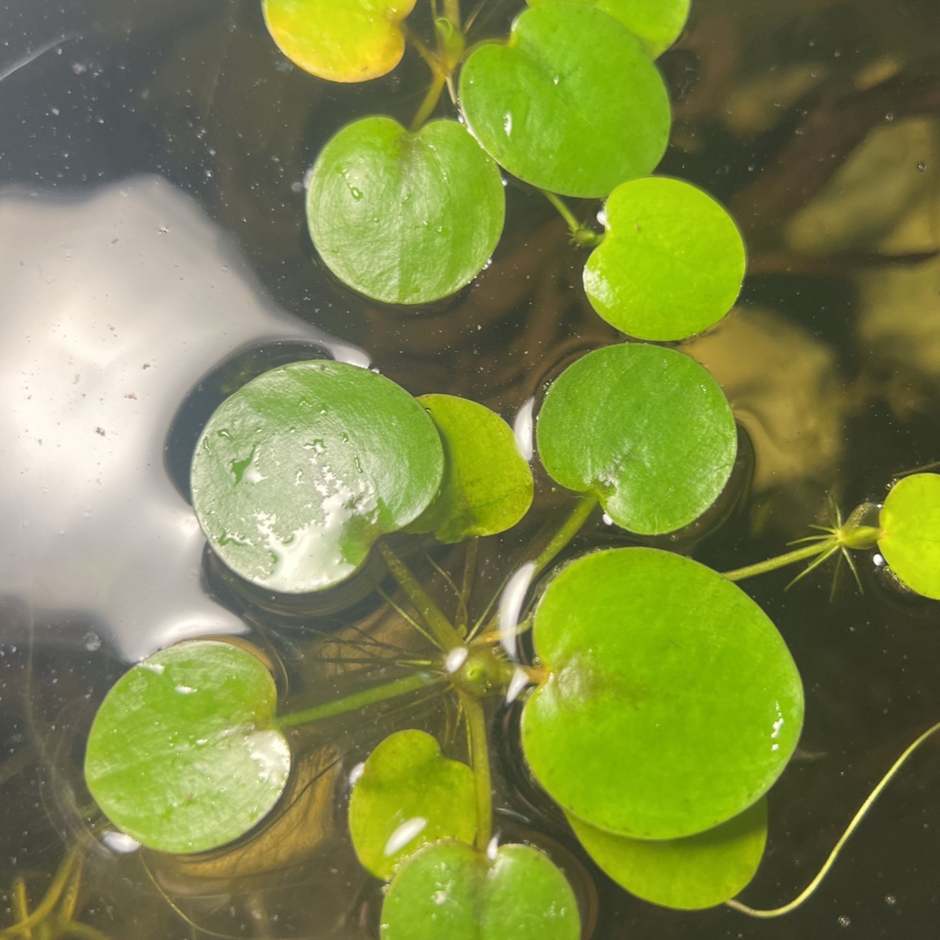 Amazon Frogbit Live Aquarium Fresh Water Plant for Sale in Humble, TX
