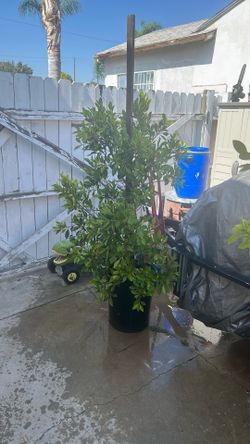 En venta muy tratad hitos, listos para su casa 25 por cada uno. Tengo 3 Tres. Ficos.