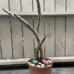 Plumeria Plant / Tree