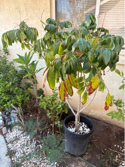 Established 6 feet tall Hawaiian Kohala Longan fruit tree in a 15 gallon pot
