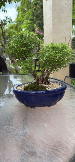 Bonsai Tree White Serissa