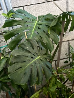 Monstera
