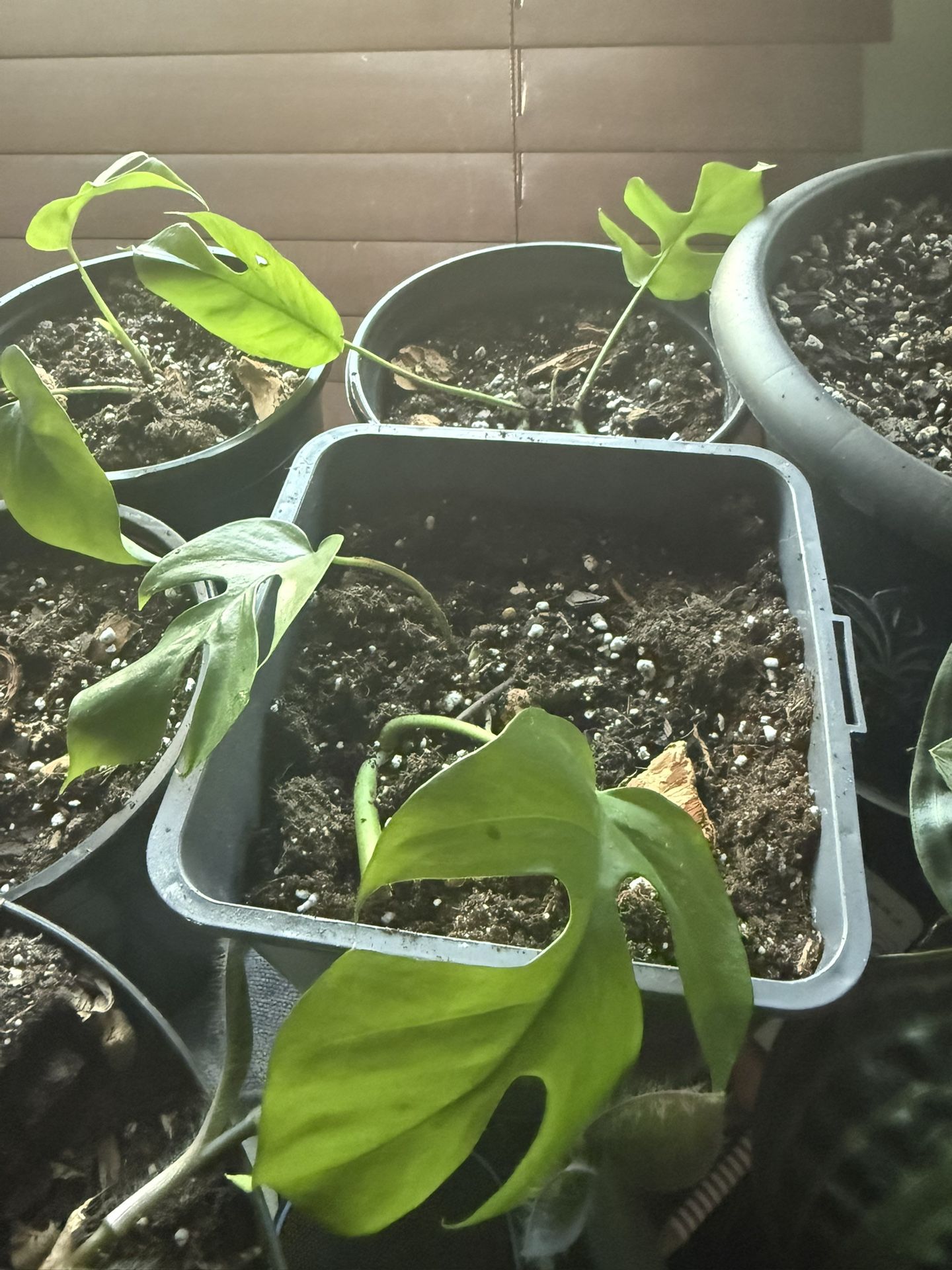 Baby Monstera (rhaphidophora tetrasperma) Cuttings