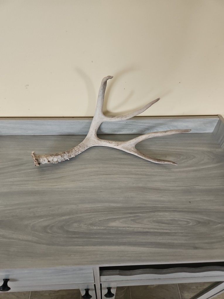 Deer Antler