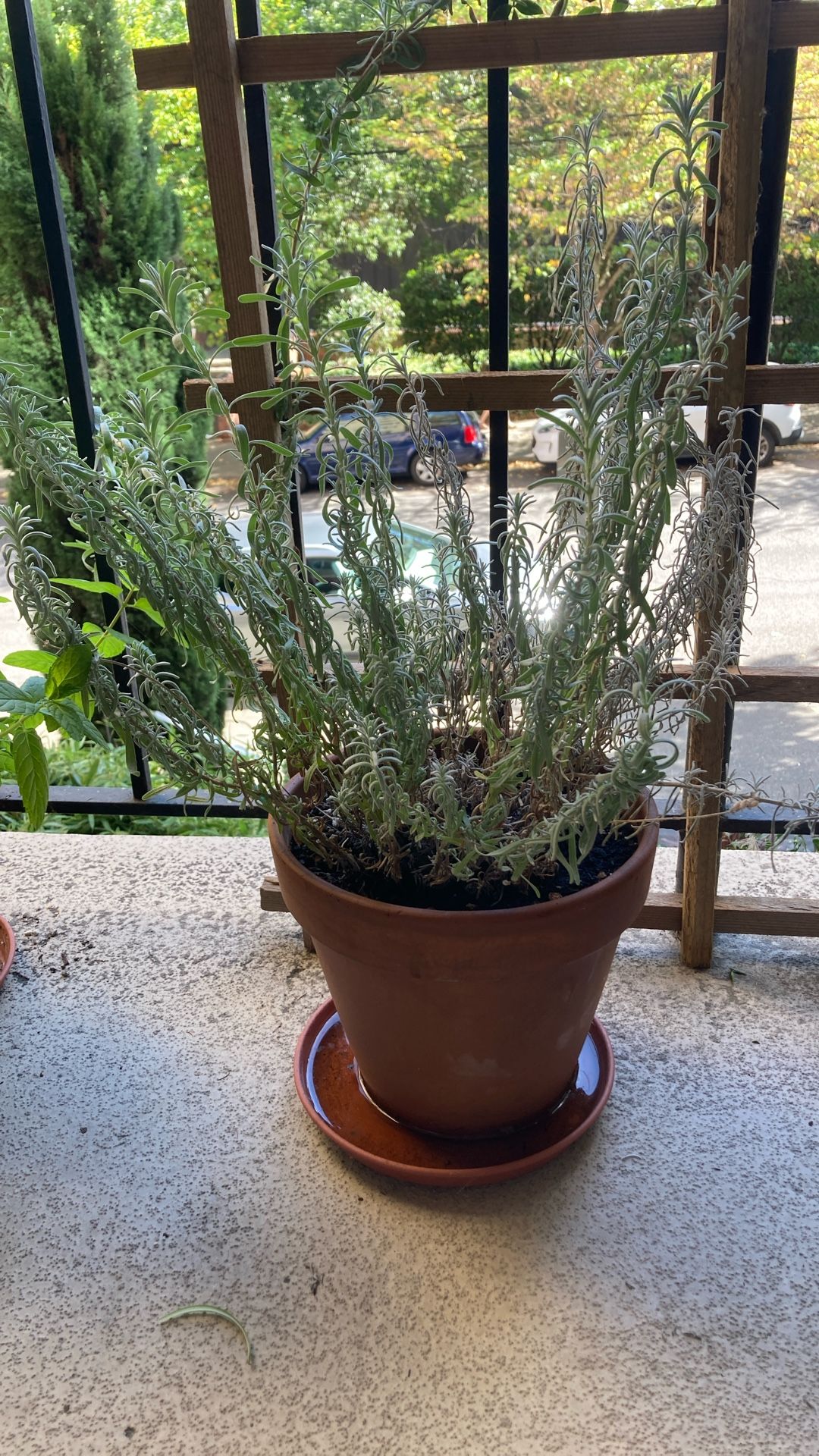 Herb Pot French Lavender