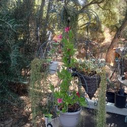 Hanging  Plants With Hanger Need Gone Today.