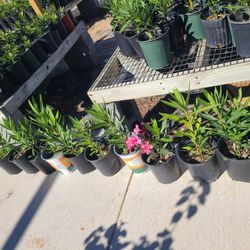 Plants Oleander Pink Hot 1gallon 2ft Tall