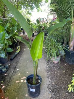 Huge 5ft white bird of paradise, indoor or outdoor; 95820