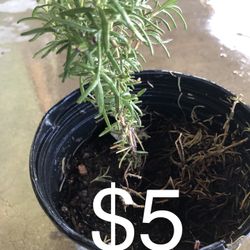 rosemary and aloe vera plant (Romero y sabila planta)