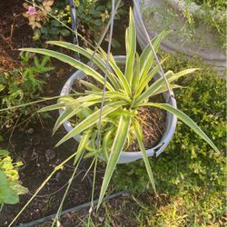 Spider Plant 