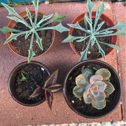 Beautiful Mini Plants