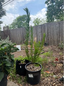 Desert willow bubba 3g.