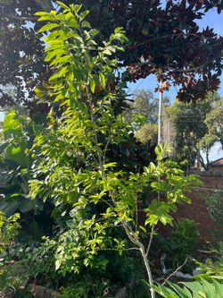 15g sugar apple fruit tree for sale