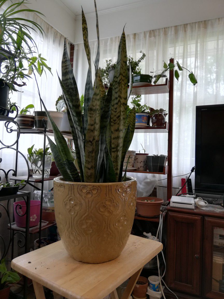 Large Snake Plants-pot Not Included