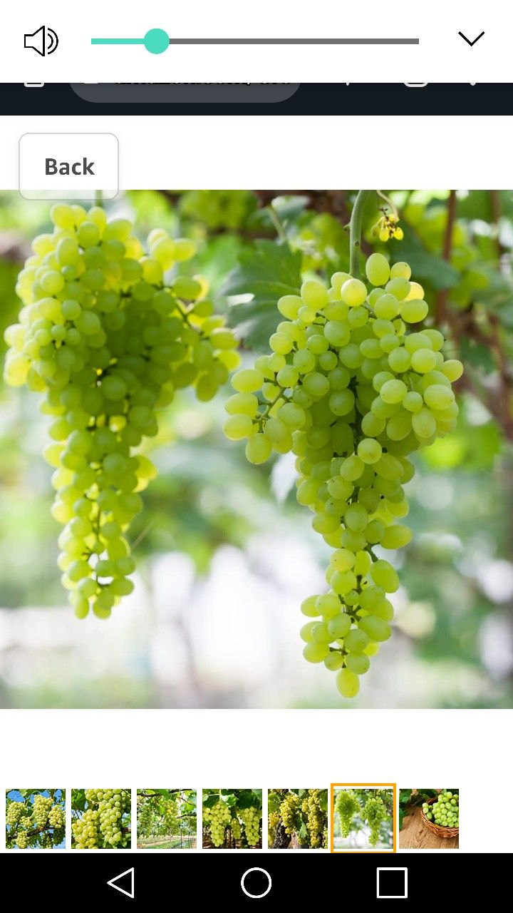 Niagara Green Grape Seedling Plant 1ft Ready To Plant