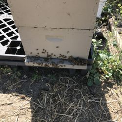 Bees Relocate