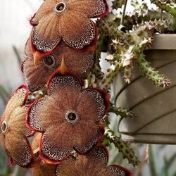 4” Stapelia Persian Carpet ( First Pic Is Example Of The Flower )